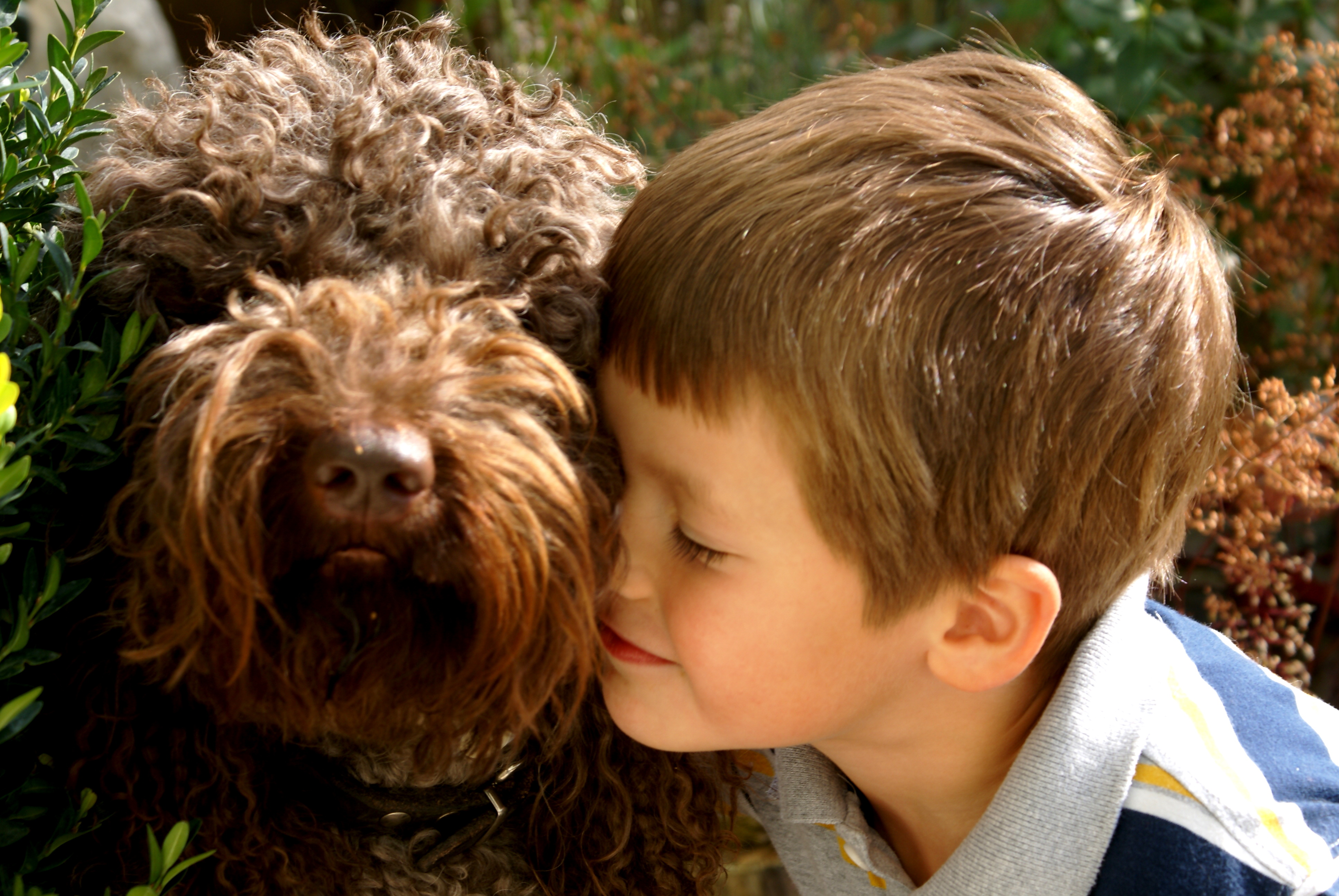 australian labradoodle